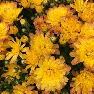 Meet your Posher, Alexa